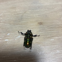 ニジイロペア④ 強レッド血統の画像