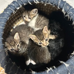 キジトラ3姉妹。エサを求めて移動中に保護して1週間。家猫生…