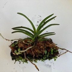 山採り風蘭の画像