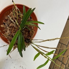 山採り風蘭とセッコク蘭の画像