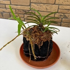 山採り風蘭とセッコク蘭の画像
