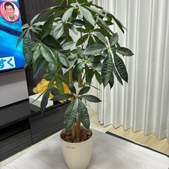 人工観葉植物の画像