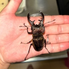特大ミヤマクワガタの画像
