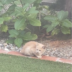 子猫の命を救いたいです。