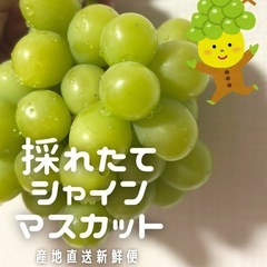 【訳あり特価！】50年農家の祖父が育てた採れたて🍇家庭用シャインマスカットの画像