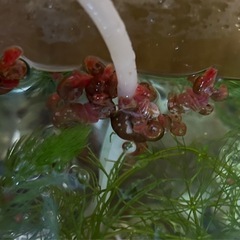 無料！淡水魚、メダカ、熱帯魚の水槽の掃除にレッドラムズホーン！その１の画像