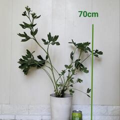 🌿70cm長命草/  サクナ/ボタンボウフウ/観葉植物🌿の画像