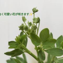 🌿70cm長命草/  サクナ/ボタンボウフウ/観葉植物🌿の画像