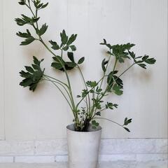 🌿70cm長命草/  サクナ/ボタンボウフウ/観葉植物🌿の画像