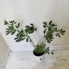 🌿70cm長命草/  サクナ/ボタンボウフウ/観葉植物🌿の画像