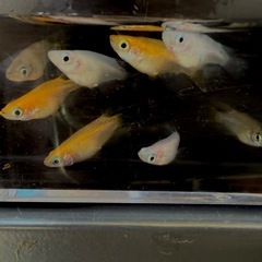 ミックスだるまめだか　8匹¥2000の画像