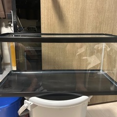 新潟産　変わり柄　五色　銀鱗キャリコ玉サバ　サバ尾２匹　７cmくらい　６０cm水槽セット　金魚　鑑賞魚の画像