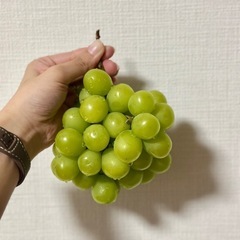 【訳あり特価！】50年農家の祖父が育てた採れたて🍇家庭用シャインマスカットの画像