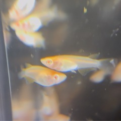 【メダカ】楊貴妃アルビノダルマ5匹1000円の画像