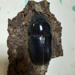 オオクワガタ(メス)51ミリ程①の画像
