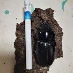 オオクワガタ(メス)51ミリ程①の画像
