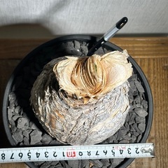 ブーファン ハエマンソイデスの画像