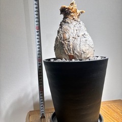 ブーファン ハエマンソイデスの画像