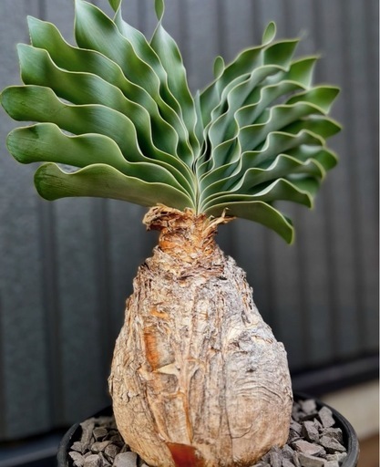 ブーファン ハエマンソイデス