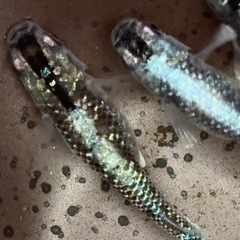 ミッドナイトフリルめだかの卵30個と希望者にはミックスメダカを在庫限り何匹でもサービス中⭐︎の画像