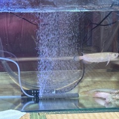 生体セットの画像