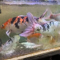 鯉　品種不明　6匹の画像