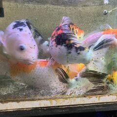 鯉　品種不明　6匹の画像