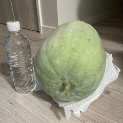 問い合わせあり　4.8キロ　野菜　冬瓜　　　　の画像