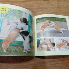 コーギー本☆のコギおてての画像