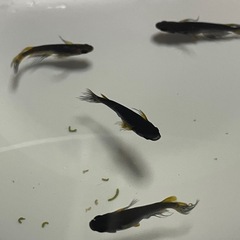 【メダカ】クラミツハ 乱【♂1、♀2】の画像