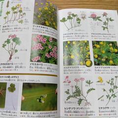 小学館の図鑑植物NEOPOKETの画像