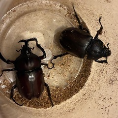 カブトムシのつがい　100円の画像