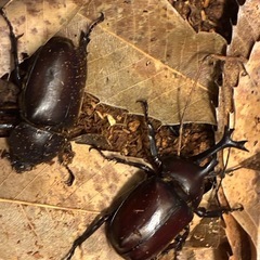 カブトムシのつがい　100円の画像