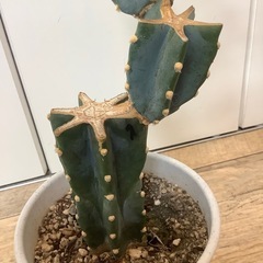 柱サボテンの画像