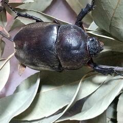 ❰無料❱カブトムシ&コクワガタあげます🙋の画像