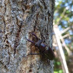 ミヤマクワガタ オス３匹の画像