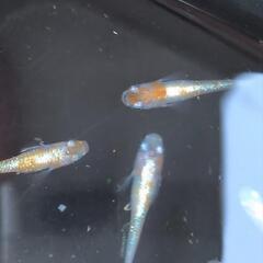 紅白ラメ体外光メダカオス2メス3の画像