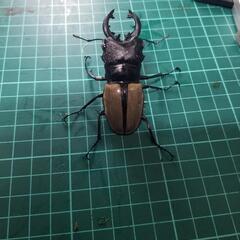 ②国産クワガタカブトムシ安売り‼️の画像