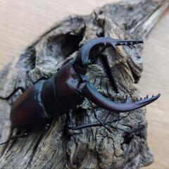 ノコギリクワガタ2PAの画像