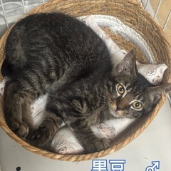 黒豆とうどん