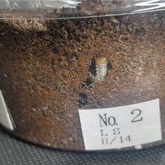 【期間限定】【🔁リピ割20％】幼虫3頭：ウエストウッディLower Subansiri  ①  の画像
