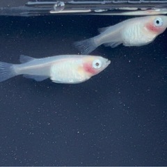 フロマージュ有精卵15個+α、ピンクサファイア針子10匹、紅ほっぺ針子10匹  の画像