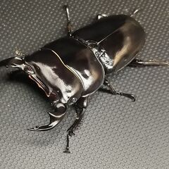 ドルクス ヤクシャペア ♂52.5㎜ ♀35.5㎜の画像