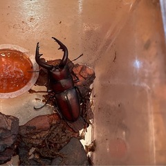 県内採取　ノコギリクワガタ　オスの画像