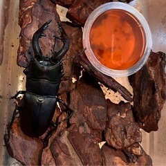 県内採取　ノコギリクワガタ　オスの画像