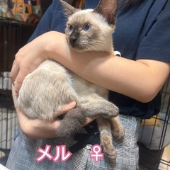 シャムミックスのメルちゃん