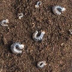 【売約済み】幼虫3頭 フェモラトゥスホソクワガタの画像