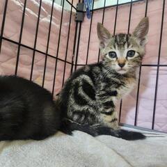 レスキュー案件5匹の兄妹