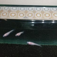 パンダメダカ幼魚５匹の画像