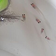 パンダメダカ幼魚５匹の画像
